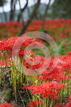 Spider Lily at Kinchakuda