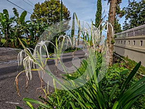 The spider lily plant growing on the roadside is blooming with white flowers