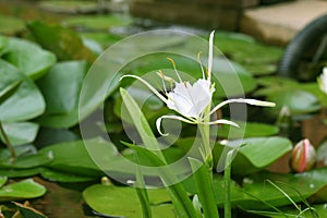 Spider Lily Plant Lycoris albiflora Water Pond Plant photo