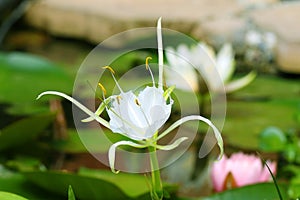 Spider Lily Plant Lycoris albiflora Water Pond Plant