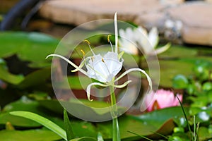 Spider Lily Plant Lycoris albiflora Water Pond Plant photo