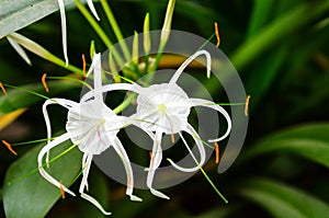 Spider lily