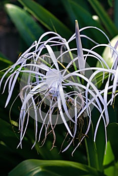 Spider lily white tropical flower in Tobago Caribbean ornamental variegated hymenocallis Caribaea