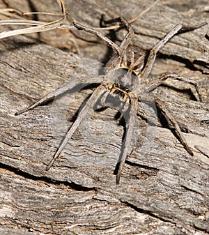 Spider on log photo