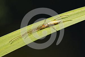 Spider - Long jawed orb weaver