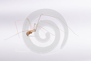 spider with long legs on a white background