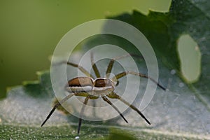 Spider lurking on a leaf