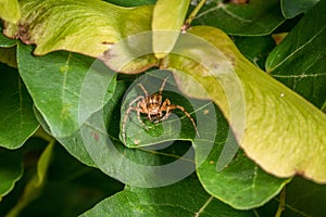 Spider lurking for prey between leaves of a tree eats a caught fly, Germany