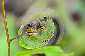 Spider lurks on a leaf waiting for prey