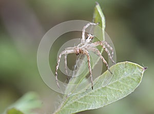 Spider-lynx OXYOPES RAMOSUS, exuvia