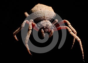 Spider Macro