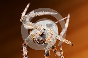 Spider. Macro
