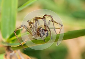 Spider macro