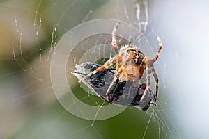 Spider macro