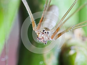 Spider macro photo, pholcus phalangioides on flower trunk