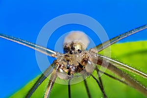 Spider macro photo, pholcus phalangioides on green and blue background