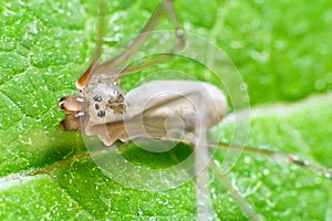 Spider macro photo, pholcus phalangioides on green leave