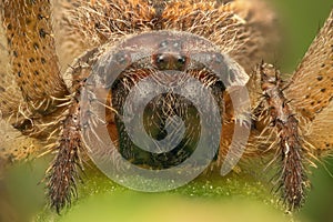 Spider macro shot front view