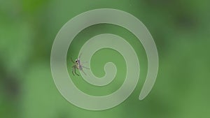 Spider Macro Video