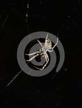 Spider making its cobweb