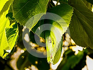 Spider is making spidernet in the tree