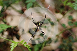 Spider making web