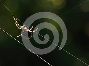 Spider making a web for catching insects