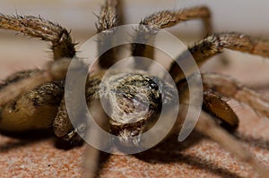 Spider in Malpartida de Plasencia. photo