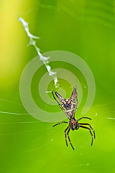 Spider, Marino Ballena National Park