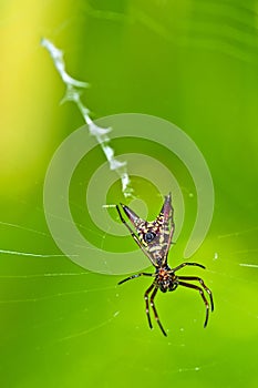 Spider, Marino Ballena National Park photo