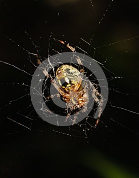 A spider mends its wind-damaged web