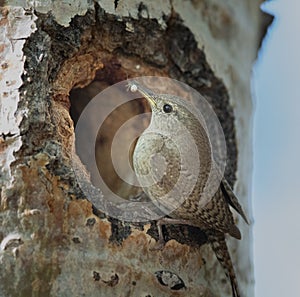 Spider on the Menu House Wren