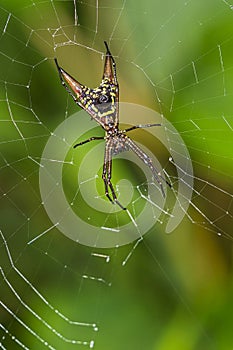 Spider, Micrathena sagittata, Marino Ballena National Park, Costa Rica photo
