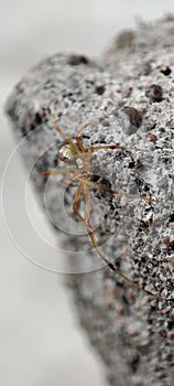 Spider microphotography on stone