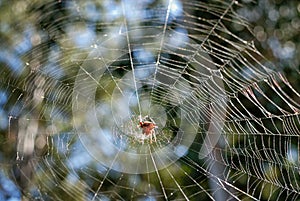 Spider in the middle of his personally spun awesome web.