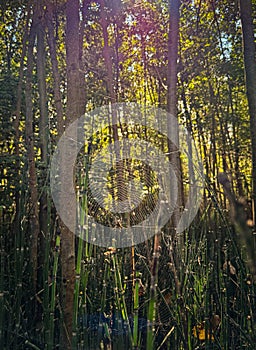 Spider in the Middle of Its Web in a Forest