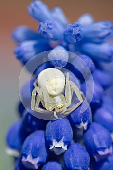 Spider Misumena vatia on a Muscari flower close-up