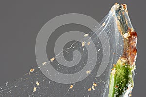 Spider mite