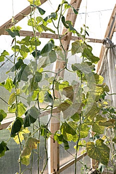 Spider mite colony. Tetranychus on cucumber plant covered with microscopic web.