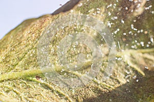 Spider mite colony, Tetranychus. Rose leaf covered with microscopic web of spider mite colony , Plant disease