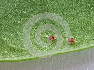 Spider Mite injure on citrus was shoot on microscope