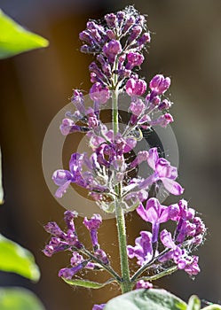 Spider mite, wrecker. Destroys clusters of violet lilac flowers. lilac