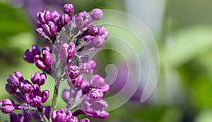 Spider mite, wrecker. Destroys clusters of violet lilac flowers. lilac