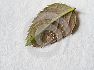 Spider mites on the roses. Diseases of plants.