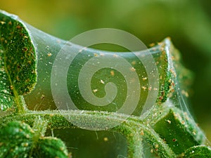 Spider mites on tomato photo