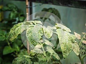 Spider mites on tomato plant