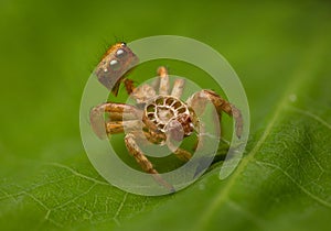 Spider molt