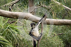 the spider monke is hanging onto the branch