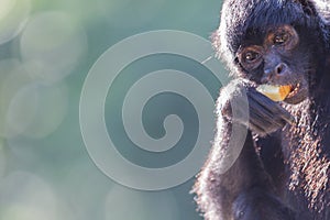 Spider monkey (Ateles fusciceps)