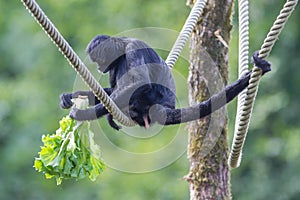 Spider monkey (Ateles fusciceps)